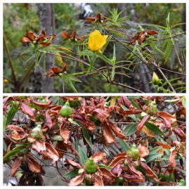 Hypericum_lanceolatum-Fleur_jaune-HYPERICACEAE-Indigene_Reunion-20231107_184641.jpg